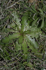 Hypochaeris radicata