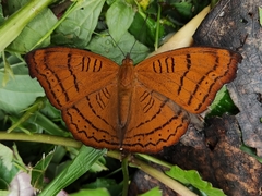 Pseudergolis wedah