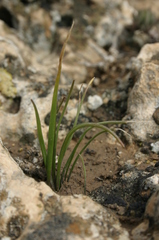Gagea mauritanica