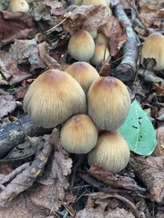Basidiomycota