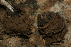 Gagea mauritanica