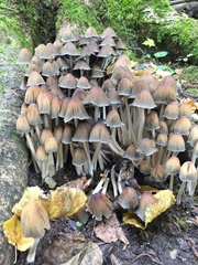 Basidiomycota