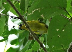 Euphonia hirundinacea