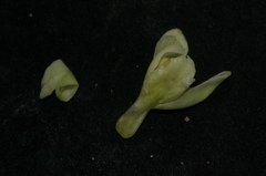 Dactylorhiza insularis image