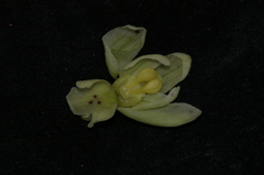 Dactylorhiza insularis