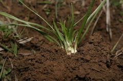Gagea mauritanica