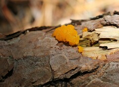 Dacrymyces chrysospermus