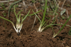 Gagea mauritanica