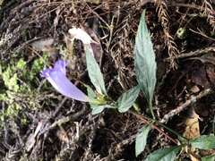Strobilanthes formosana