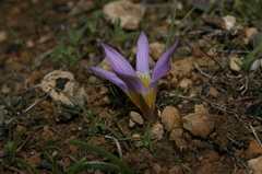 Romulea bulbocodium