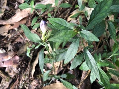 Strobilanthes formosana