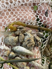 Poecilia latipinna