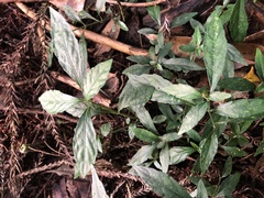 Strobilanthes formosana