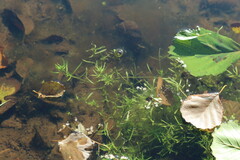 Callitriche palustris