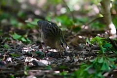 Helopsaltes certhiola