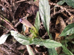 Strobilanthes formosana