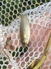 Poecilia latipinna