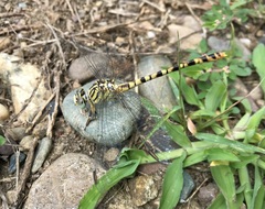 Onychogomphus flexuosus