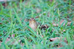 Helopsaltes certhiola