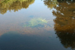 Callitriche palustris