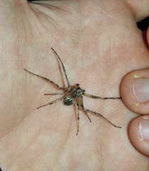 Araneidae