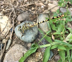 Onychogomphus flexuosus