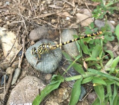 Onychogomphus flexuosus