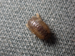 Lekanesphaera hookeri