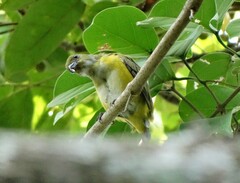 Euphonia hirundinacea