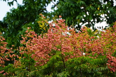 Koelreuteria bipinnata