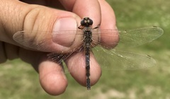 Selysiothemis nigra