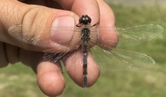 Selysiothemis nigra