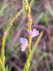 Verbena halei