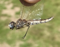 Selysiothemis nigra