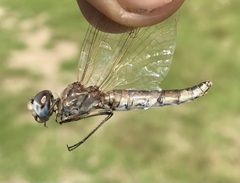 Selysiothemis nigra