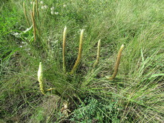 Orostachys spinosa