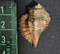Monoplex lignarius