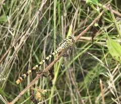 Onychogomphus flexuosus