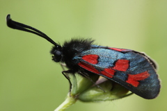 Zygaena filipendulae
