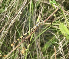 Onychogomphus flexuosus