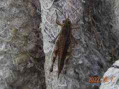 Shirakiacris shirakii