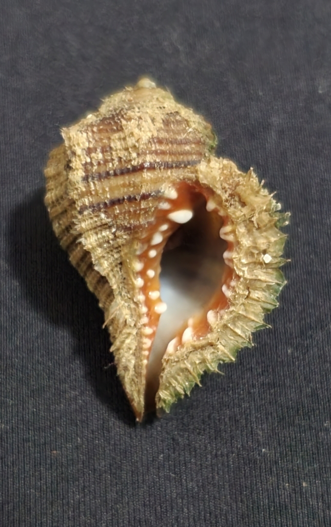 Monoplex lignarius