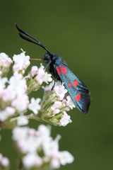Zygaena filipendulae