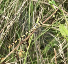 Onychogomphus flexuosus