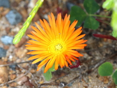 Lampranthus bicolor