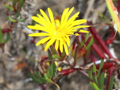 Lampranthus bicolor