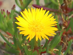 Lampranthus bicolor