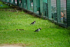 Gracupica nigricollis