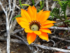 Gazania pectinata