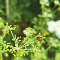 Graphosoma rubrolineatum